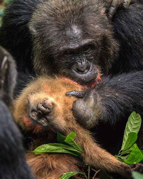 Animal monkey baby video BBC Live 1:16 Cute Animals - Baby Vervet Monkeys Earth. . Chimpanzee eating monkey alive video